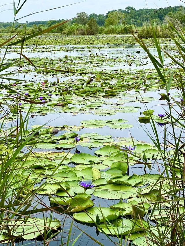騎行遊覽羅勇濕地植物園，沉浸探索熱帶森林。