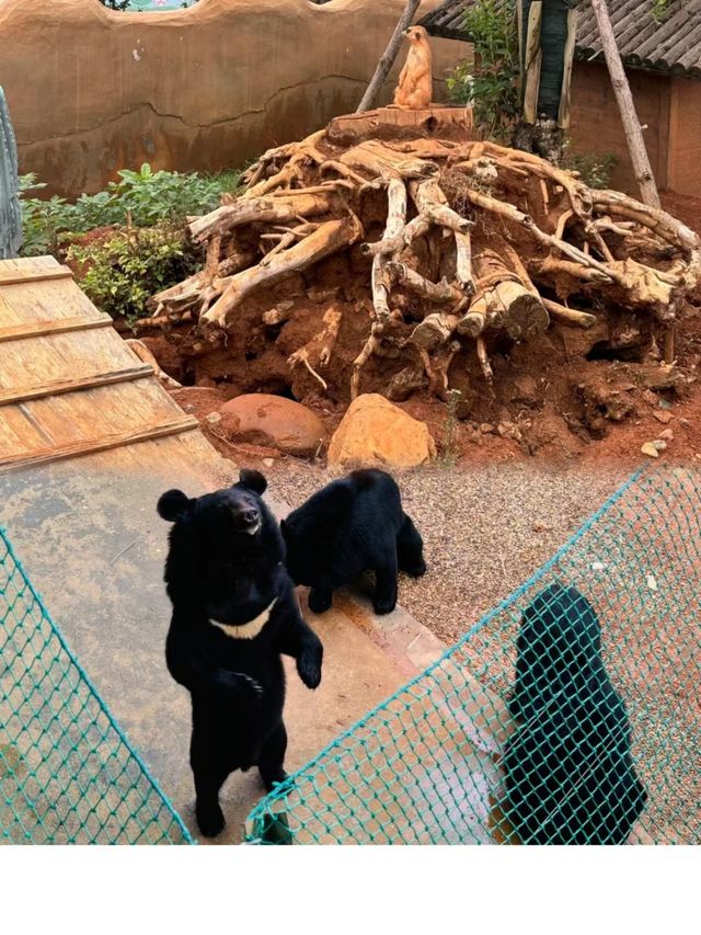 湖南常德野生動物世界 | 動物愛好者的天堂。
