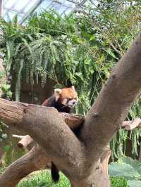 帶孩子來神戶一定要去這家動物王國！附攻略。