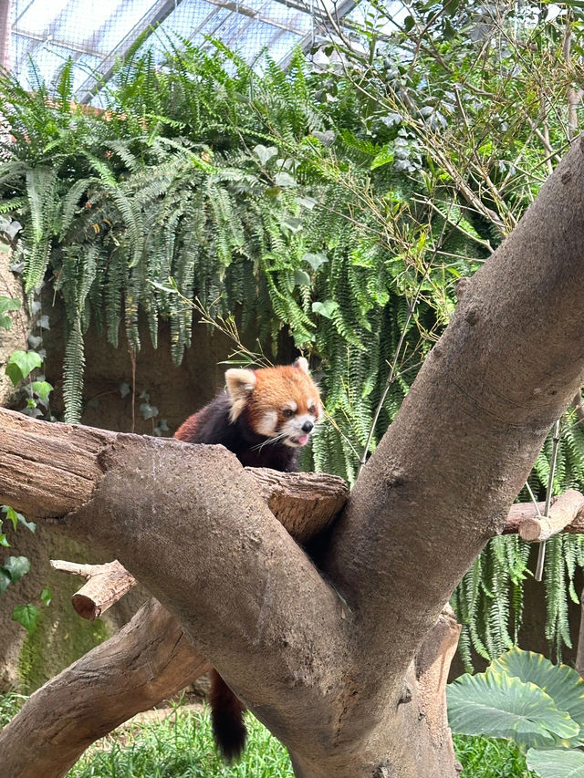帶孩子來神戶一定要去這家動物王國！附攻略。