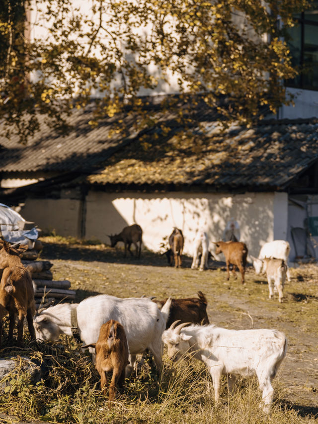 安吉民宿｜住進百年銀杏樹下，感受滿目金黃。