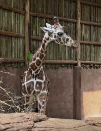 走進動物世界狂歡｜林肯公園動物園。