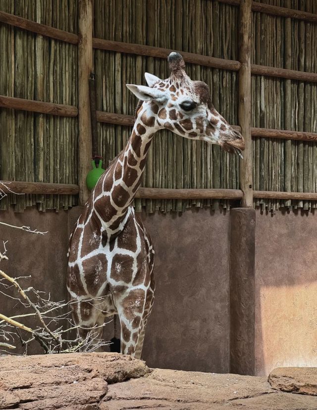 走進動物世界狂歡｜林肯公園動物園。