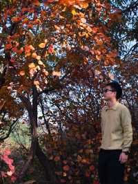 我發現了鄭州最小眾無人紅葉谷了。