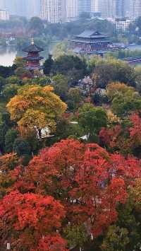 根本不敢想，錯過興慶公園的秋天我有多遺憾。