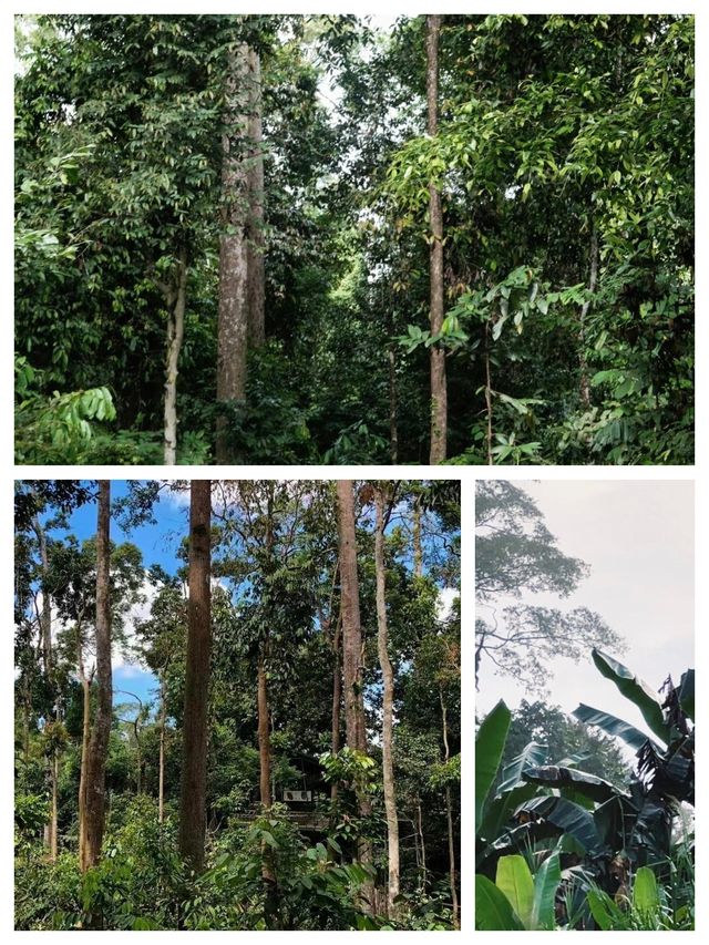 探索馬來西亞山打根——隱秘瑰寶。