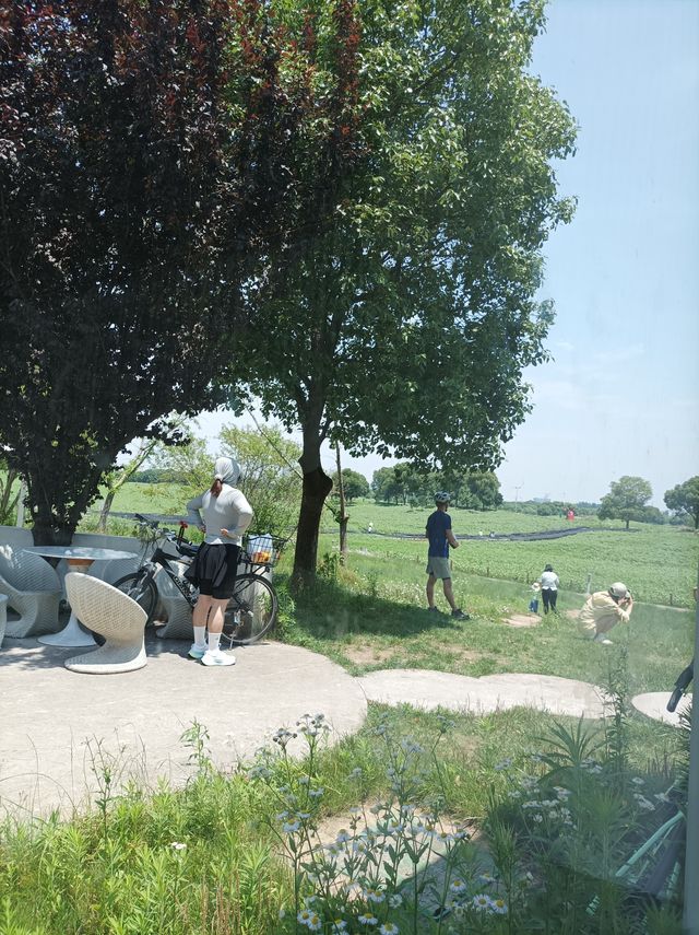朋友圈被問爆的花海餐廳就在蘇州灣公園。