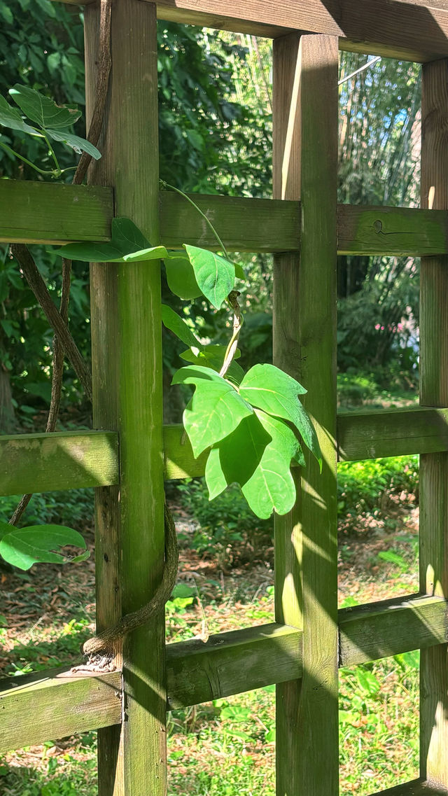 市區裡的「奇妙森林」，小眾免費樹木公園。