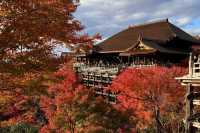 京都｜清水寺紅葉瀑布 風光無限