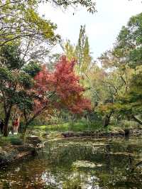秋霞園內探楓葉