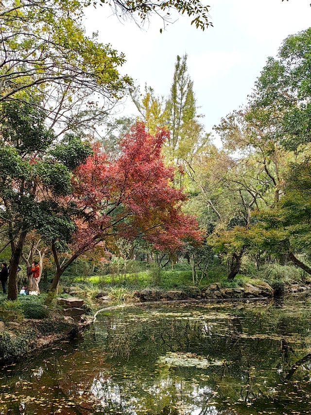 秋霞園內探楓葉