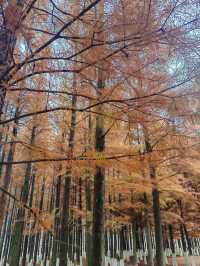 松雅湖 | 來赴一場紅杉與銀杏的浪漫約會吧！