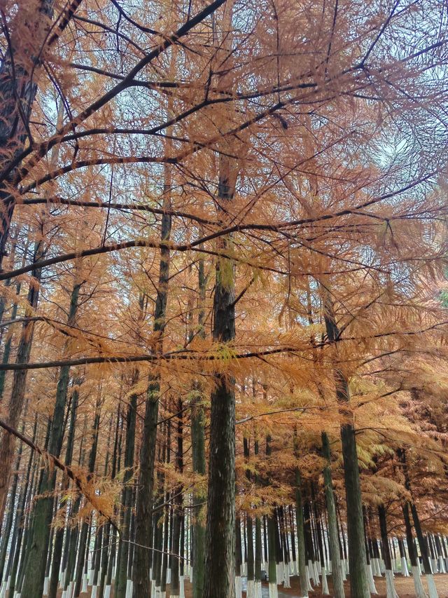 松雅湖 | 來赴一場紅杉與銀杏的浪漫約會吧！
