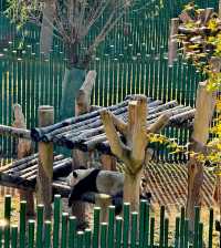 最會迎賓的熊【瀋陽森林動物園】