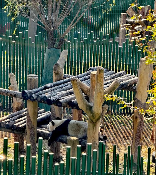 最會迎賓的熊【瀋陽森林動物園】