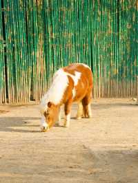 冬季反向遊 | 來周口野生動物園與動物親密互動（附攻略）