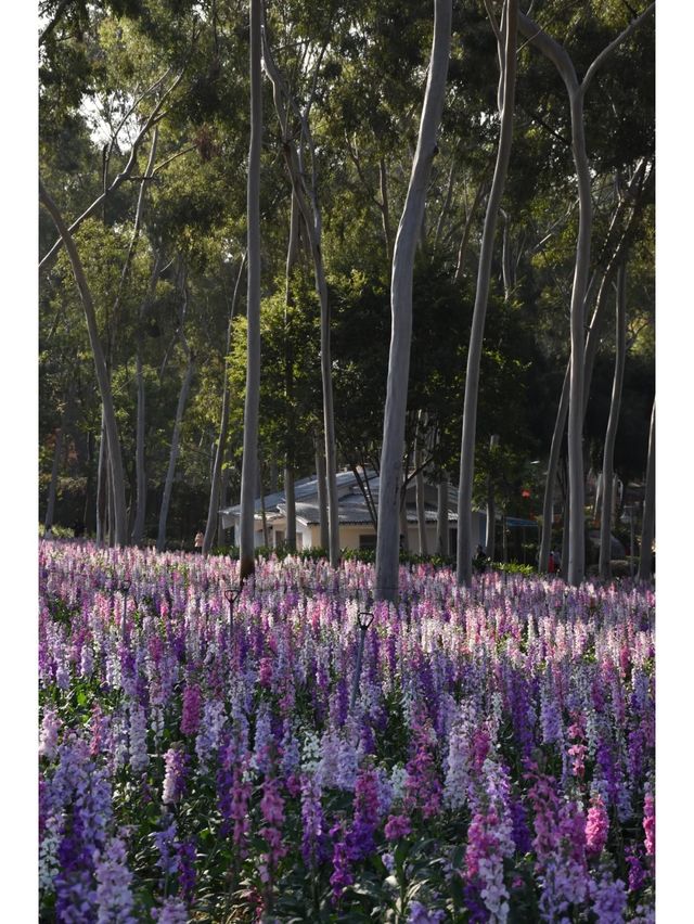 記憶中的忠綸公園花海，真的從來就沒輸過！