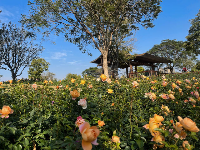 深圳前海石公園：絢爛花海之境