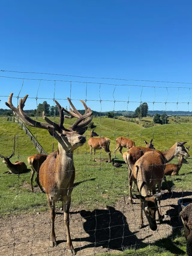 3-Day New Zealand Itinerary: A Detailed Guide to Exploring the Southern Hemisphere
