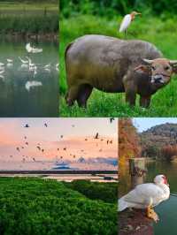 碼住春節去｜台山日遊詳細攻略（景點不花錢）