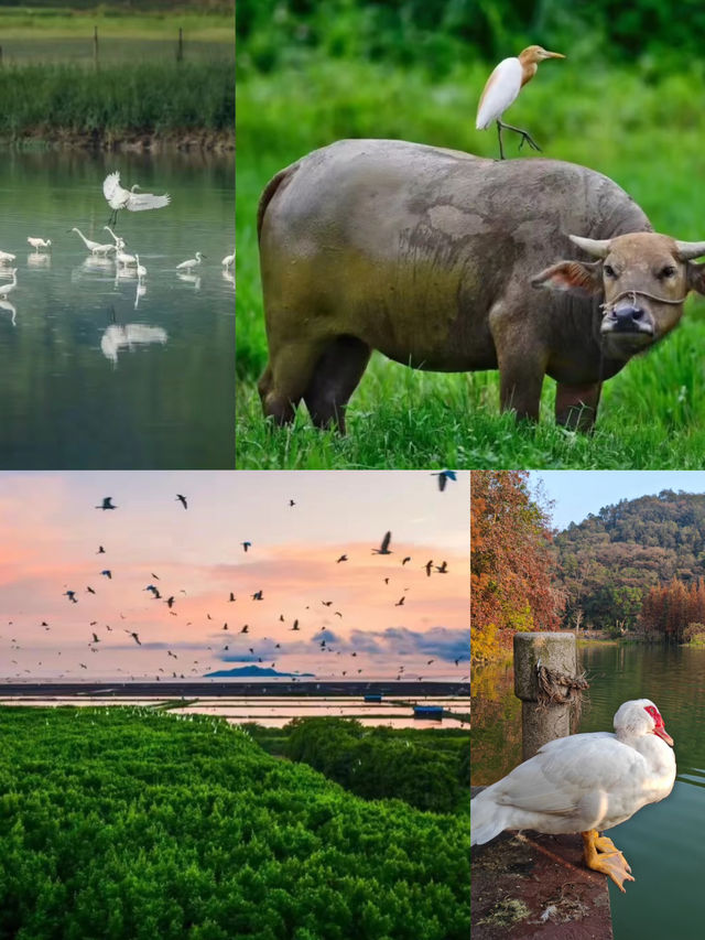 碼住春節去｜台山日遊詳細攻略（景點不花錢）