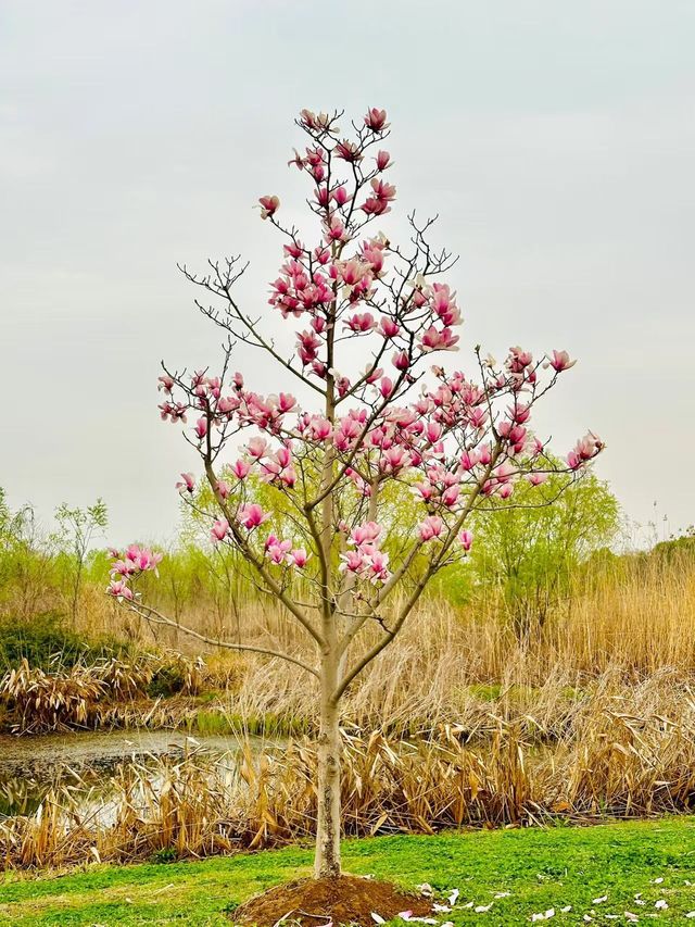 銅陵西湖濕地公園｜生態系統園