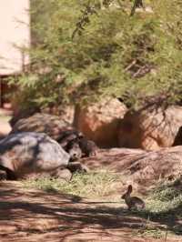 Exploring Phoenix Zoo in Arizona