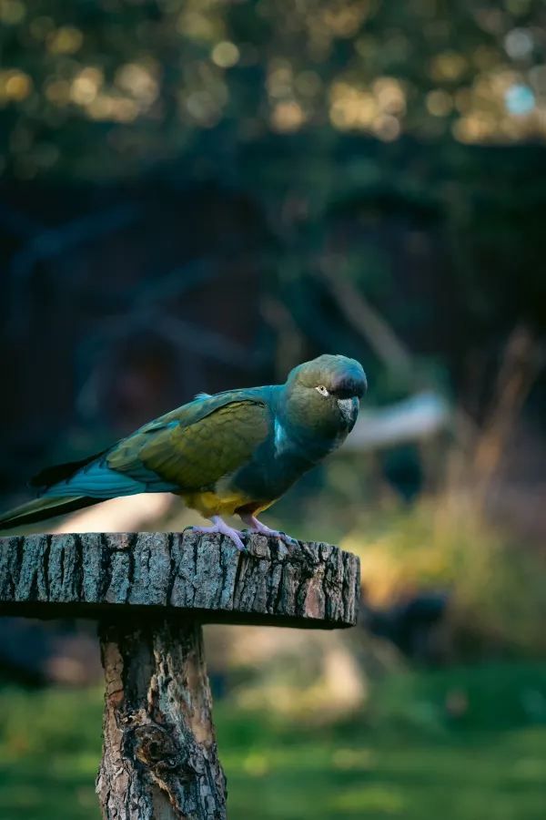 London Zoo is a great place to visit