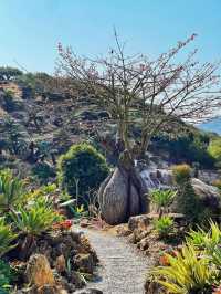 石岩植物園真的值得逛一逛