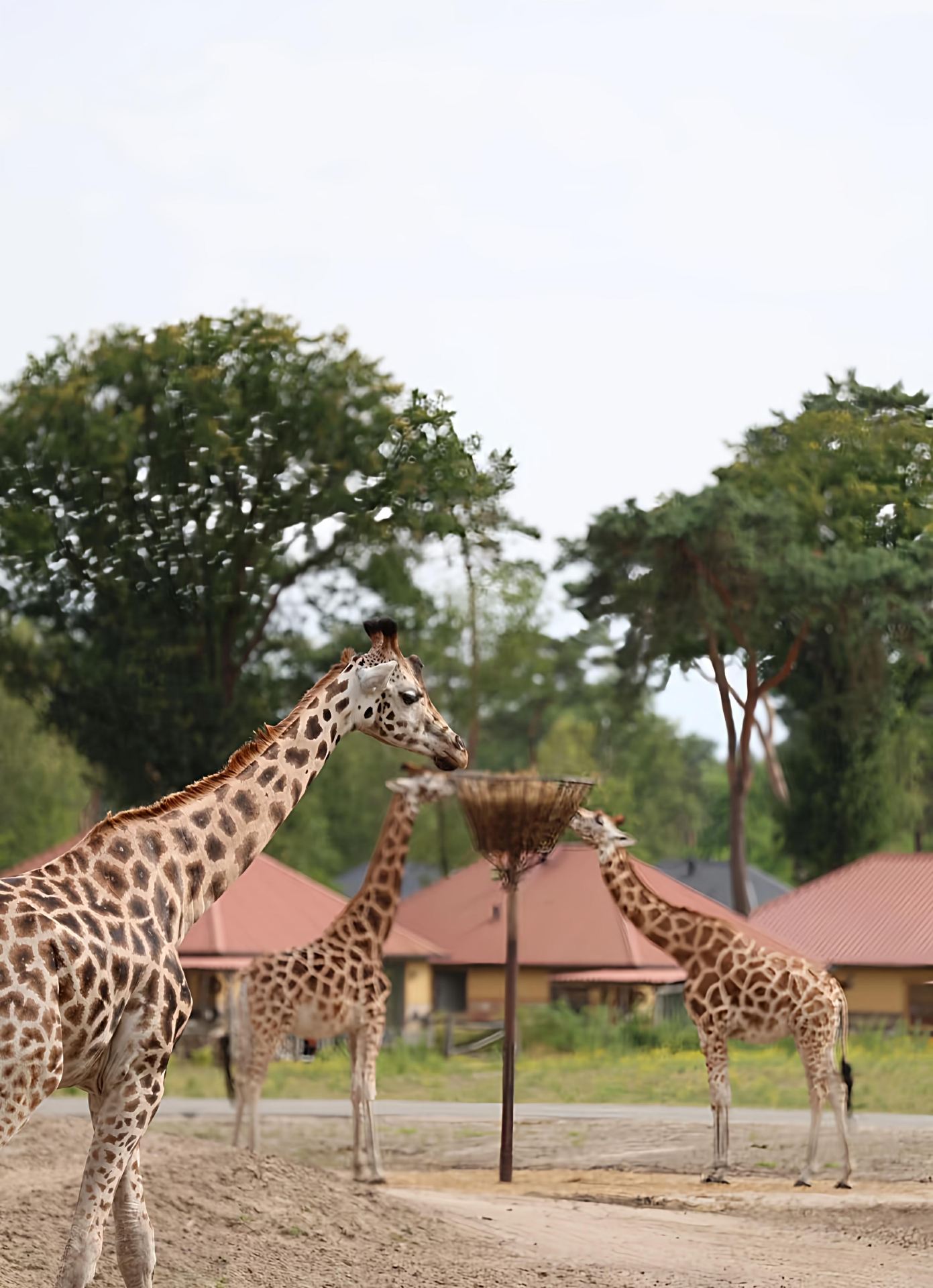 Beekse Bergen Safari Park in Tilburg, Netherlands | A Wonderful Journey to the Animal Kingdom