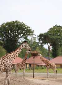 荷蘭蒂爾堡貝克塞·貝爾亨野生園｜動物王國的奇妙之旅