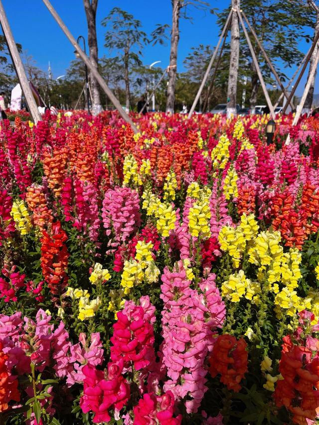 #珠海市花海長廊的絢麗風景