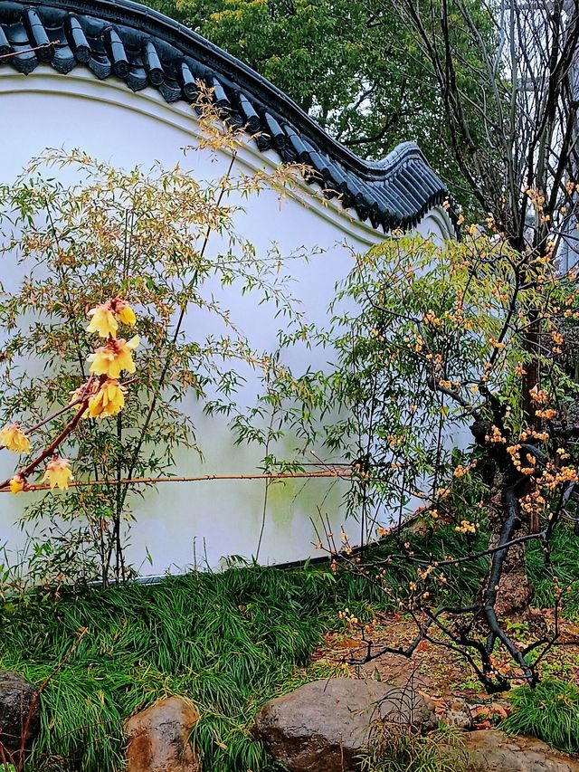 在真如公園遇見「梅」好—踏雨尋梅