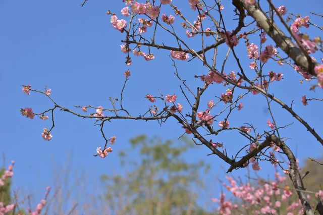 桂林西山公園的臘梅開啦 