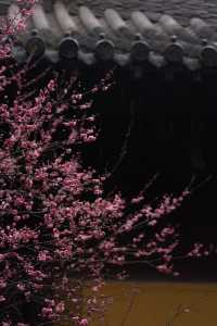 ⁰²¹⁵ 江南無所有，只是被淋了一身紅梅花瓣雨…