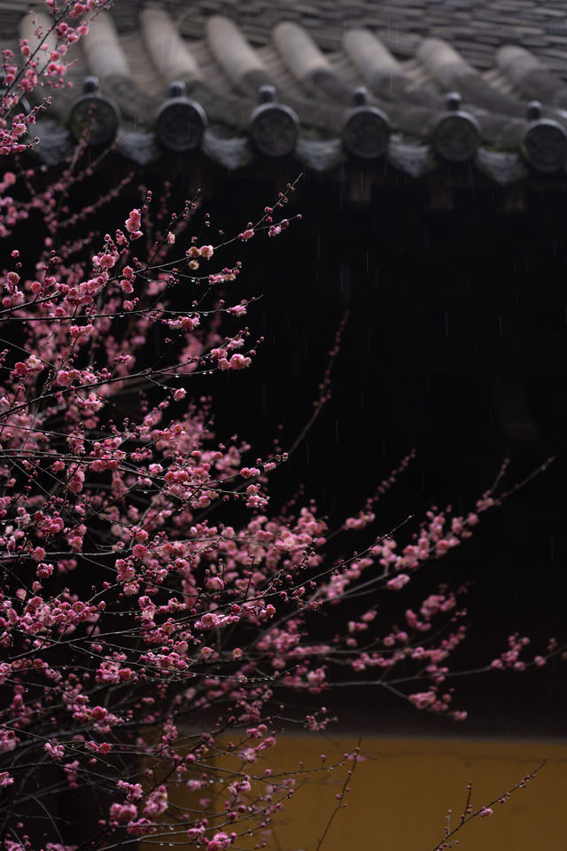⁰²¹⁵ 江南無所有，只是被淋了一身紅梅花瓣雨…