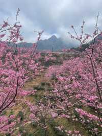 廣東梅州陰那山｜春日快奔赴一場浪漫花約