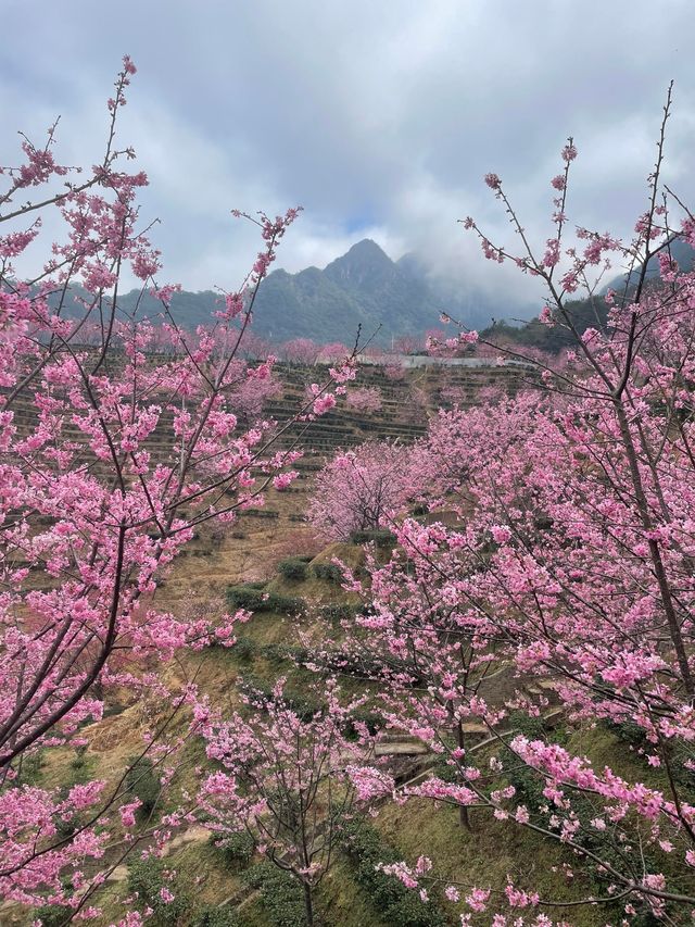 廣東梅州陰那山｜春日快奔赴一場浪漫花約