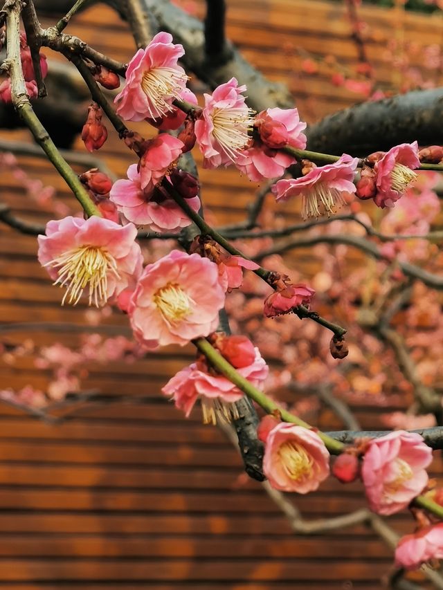 市中心雕塑公園裡的梅花都開了，準備好相機了嗎？