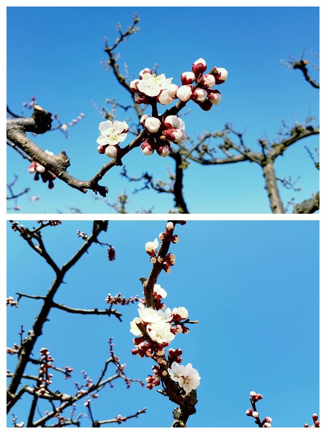 北京賞桃花，春遊香山公園