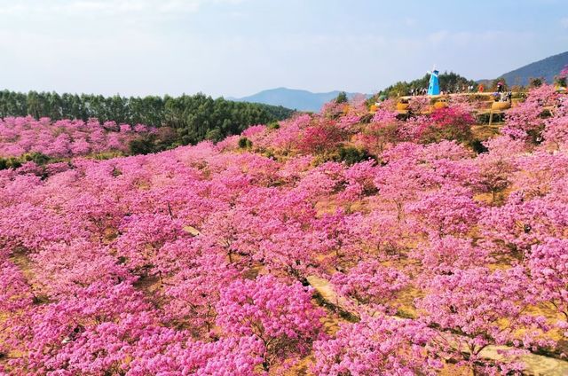 救命！誤入童話仙境～廣東這片粉色花海封神了