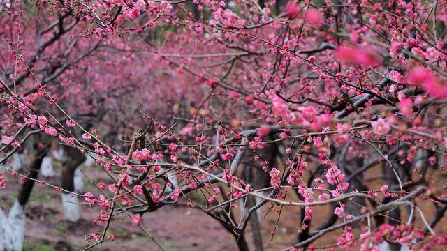 世紀公園賞梅遊攻略