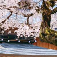 🌸名古屋限定！香積院藏著的夢幻櫻景