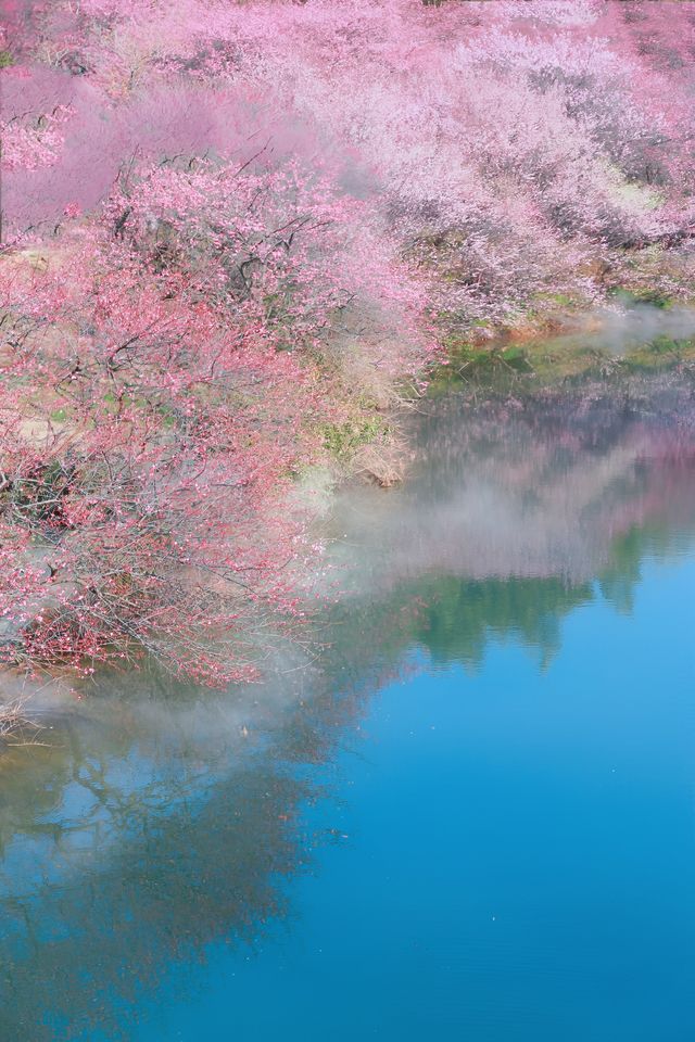 湖州水韻梅香，暢享仙境中的極致風流