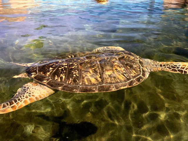 海邊的海洋世界
