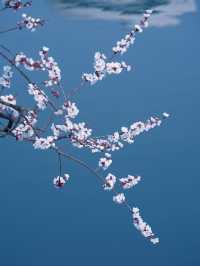合肥的杏花要開在杏花公園，才算對味！
