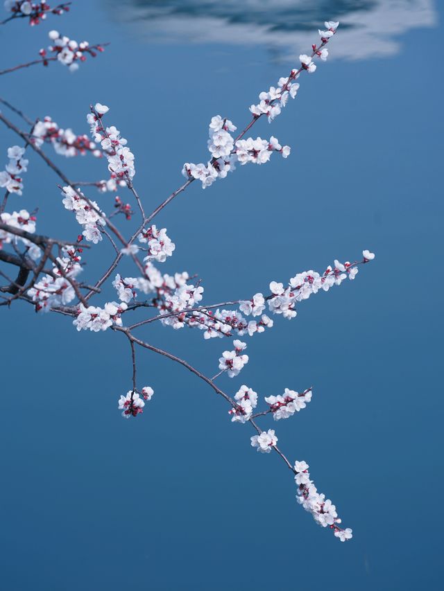 合肥的杏花要開在杏花公園，才算對味！