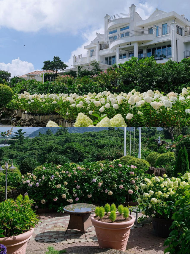 春日繡球花地圖：濟州島篇