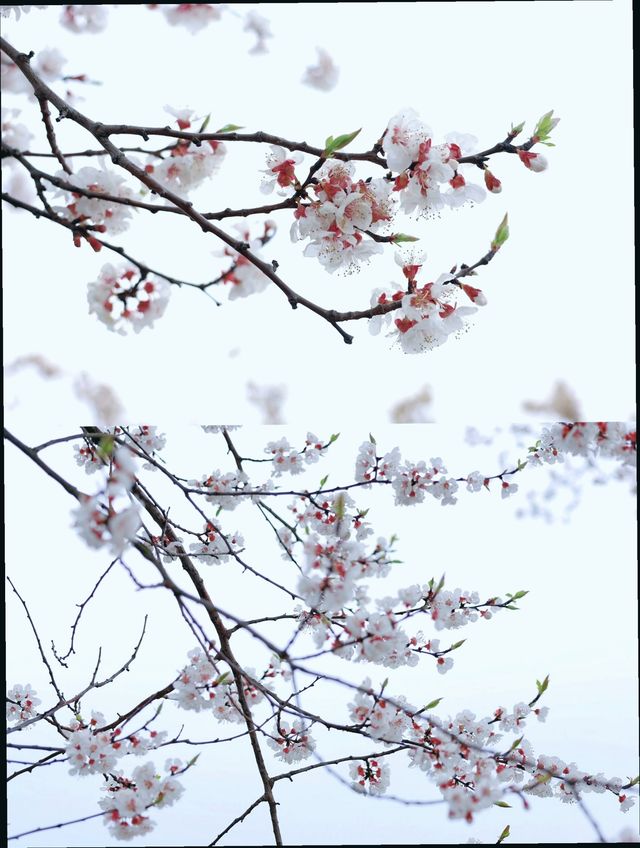 成都周邊｜龍泉山杏花已到盛花期