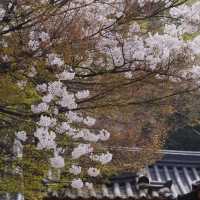 🌸南山公園 | 藏在塔下的浪漫花徑